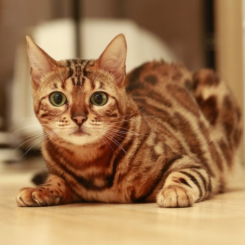 kucing