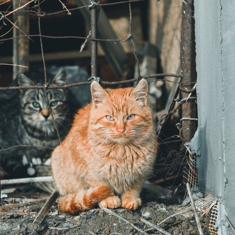 kucing