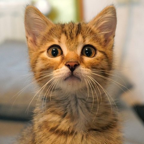 kucing