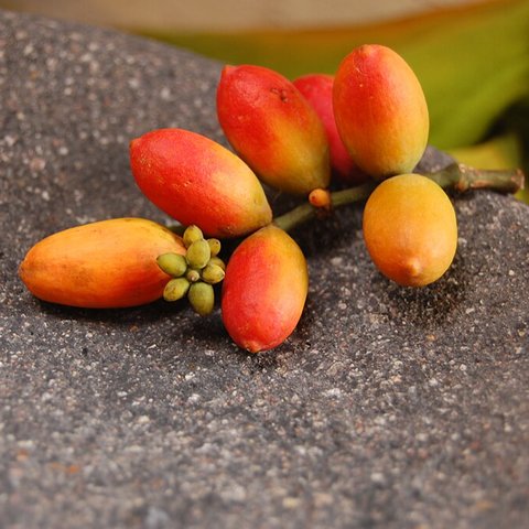 melinjo