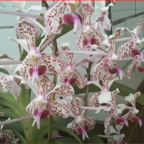 Anggrek Vanda Tricolor