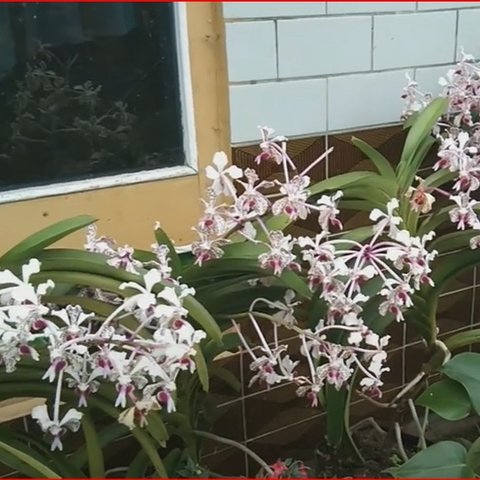 Anggrek Vanda Tricolor