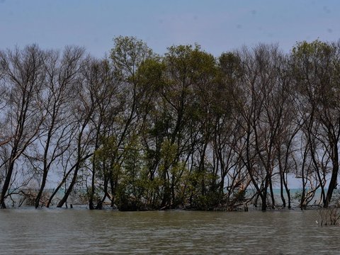 FOTO: Jejak Kehidupan di Pantai Muara Beting yang Tergerus Abrasi