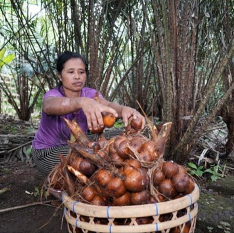 Membanggakan, FAO Tetapkan Agroforestri Salak Indonesia Sebagai Warisan Pertanian Dunia