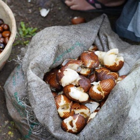 Membanggakan, FAO Tetapkan Agroforestri Salak Indonesia Sebagai Warisan Pertanian Dunia