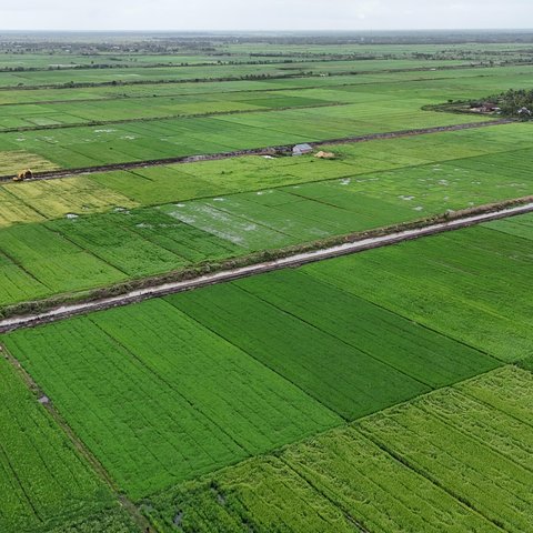 Akademisi UGM Yakin Program Cetak Sawah di Merauke Berhasil