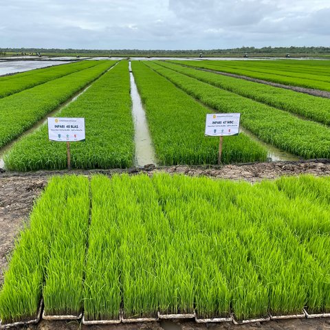 Hasil Survei Menunjukkan Lahan Cetak Sawah di Kabupaten Merauke Layak Tanam