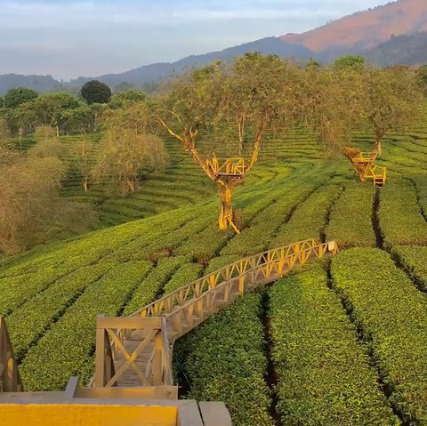 Kebun Teh Wonosari Malang