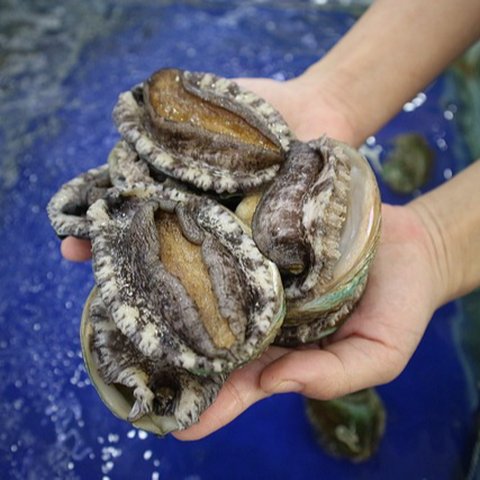 kerang abalon