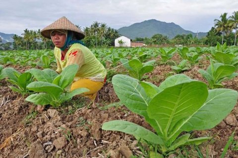 DPR Beberkan Dampak Buruk Wacana Aturan Kemasan Rokok Polos Tanpa Merek