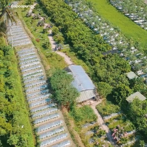 Menolak Jualan Miras di Kapal Pesiar, Kini Winarna Sukses Jadi Pemilik Taman Buah di Magelang