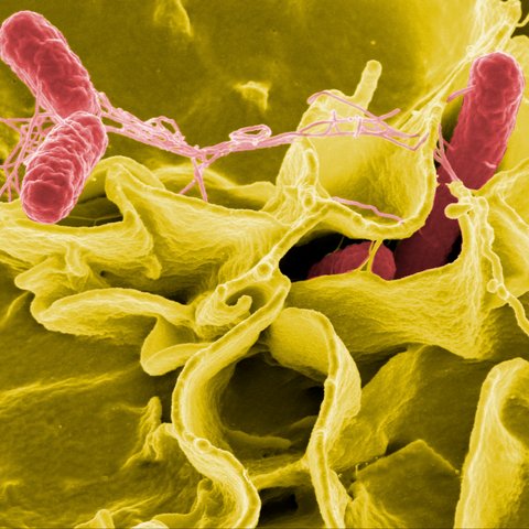 bakteri salmonella