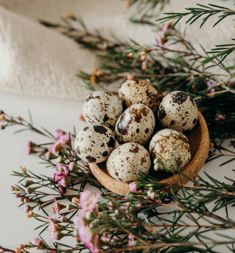 Kandungan Nutrisi Telur Puyuh