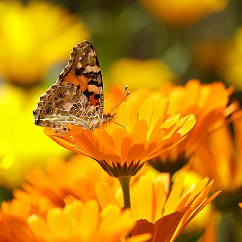 Jenis dan Manfaat Bunga yang Dapat Dikonsumsi