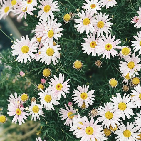 Jenis dan Manfaat Bunga yang Dapat Dikonsumsi