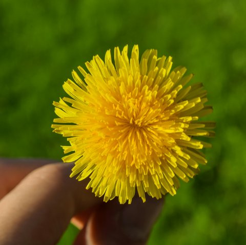 Jenis dan Manfaat Bunga yang Dapat Dikonsumsi