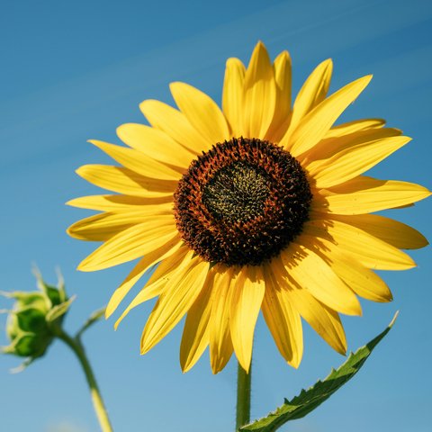 Jenis dan Manfaat Bunga yang Dapat Dikonsumsi