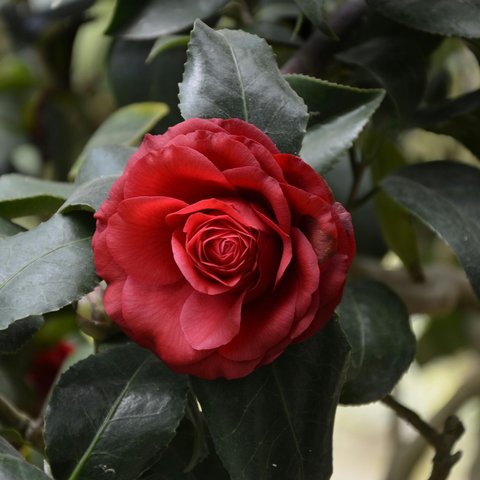 Jenis dan Manfaat Bunga yang Dapat Dikonsumsi