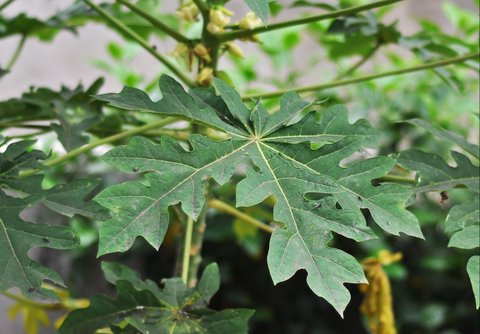 daun pepaya