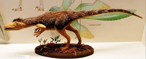 Ilmuwan Temukan Fakta Baru Dinosaurus Ternyata Punya Bulu, Fungsinya Tak Hanya Untuk Terbang