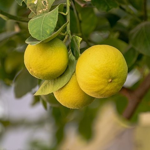 lemon