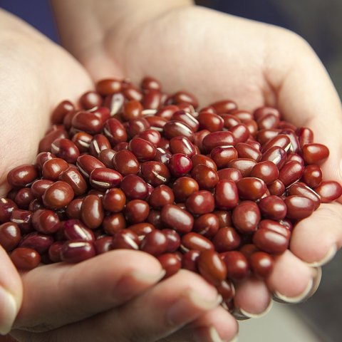 kacang merah