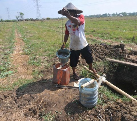 Petani mengambil air dari kubangan sumur yang digali sedalam dua meter untuk menyiram kebun semangka di Kawasan Muara Bakti, Kecamatan Babelan, Kabupaten Bekasi, Jawa Barat Rabu (4/9/2024).
