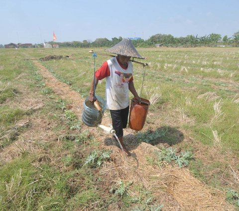 Petani mengambil air dari kubangan sumur yang digali sedalam dua meter untuk menyiram kebun semangka di Kawasan Muara Bakti, Kecamatan Babelan, Kabupaten Bekasi, Jawa Barat Rabu (4/9/2024).