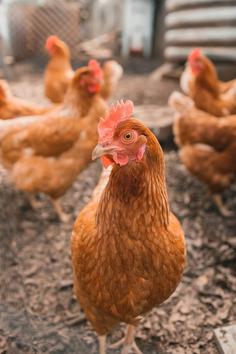 Makanan dari Darah Ayam