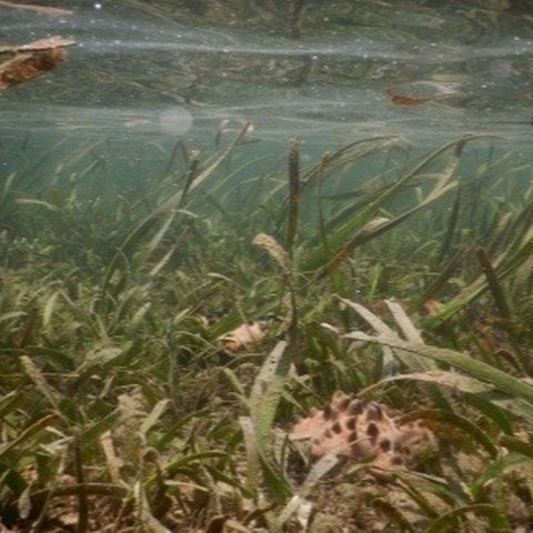 Padang lamun yang tumbuh di pesisir Kecamatan Marangkayu, Kabupaten Kutai Kartanegara terpantau dalam kondisi baik meski sangat dekat dengan aktivitas bongkar muat batu bara.