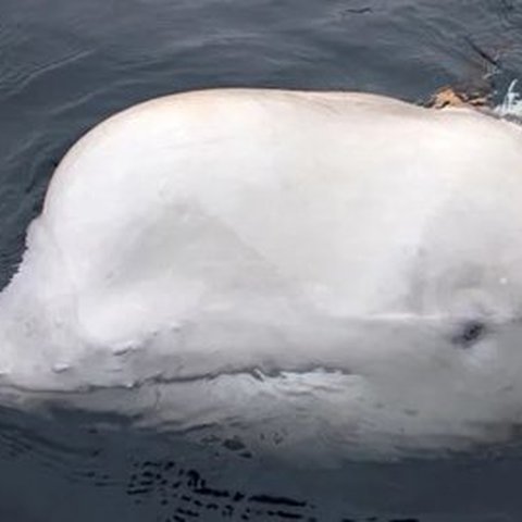 Paus Beluga Putih 'Intel' Rusia Mati Ditembak, ini Daftar Hewan Jadi Mata-Mata Terbaik di Dunia