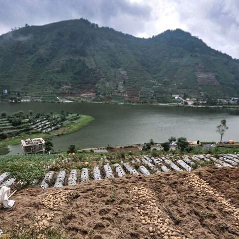 Seorang petani menyiapkan lahan untuk ditanami kentang di Desa Sembungan, Dieng, Jawa Tengah, 1 Juli 2021. Pardi (51) salah seorang petani di Desa Sembungan mengungkapkan kentang jauh lebih bernilai dibandingkan jenis sayuran lain seperti daun bawang atau wortel. (merdeka.com/Iqbal S. Nugroho)
