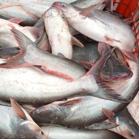 ilustrasi ikan patin