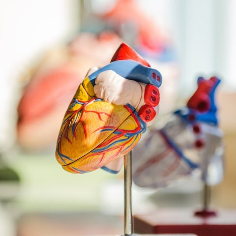 Ilustrasi jantung, sistem peredaran darah, organ tubuh. (Photo by jesse orrico on Unsplash)