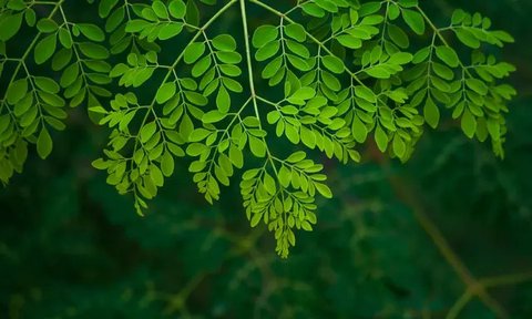 air rebusan daun seledri (credit: Cookpad/Mashi 'Rumoh Resep' (26) @cook_4597001)