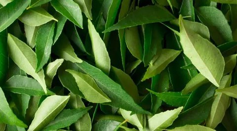air rebusan daun seledri (credit: Cookpad/Mashi 'Rumoh Resep' (26) @cook_4597001)