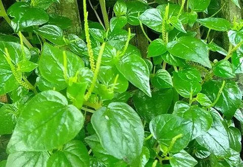 Daun Sirih Cina. (foto: Pinterest/Info Pertanian).