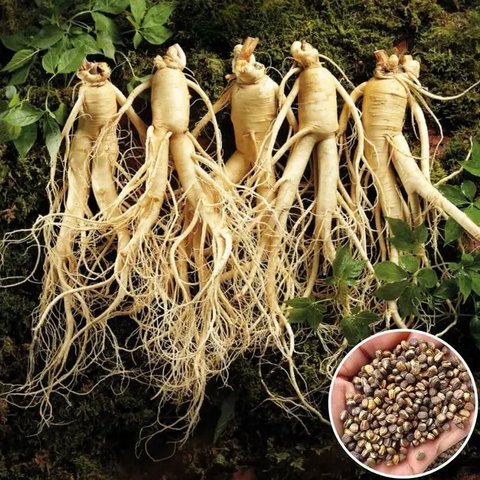 orang sedang membuat teh ginseng (ilustrasi oleh AI)