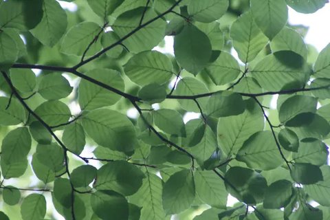 Rebusan Daun Herbal (Credit: Freepik)