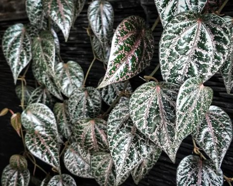 Ilustrasi daun sirih merah. (Sumber: Wikimedia Commons)