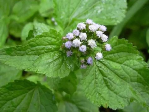 Tumbuhan Bandotan yang dianggap sebagai gulma ternyata mengandung senyawa yang bisa digunakan sebagai obat herbal dan pestisida nabati. (Foto: Liputan6.com/Unsoed/Muhamad Ridlo).