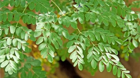 Teh Daun Kelor Hangat | copyright ChatGPT/AI