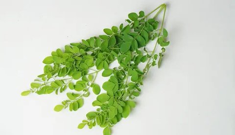 Teh Daun Kelor Hangat | copyright ChatGPT/AI