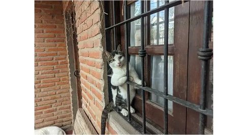 Ilustrasi Kucing Credit: pexels.com/Merryman