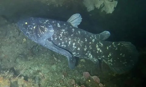 Ikan Coelacanth diduga sudah ada sejak era Devonian sekitar 380 juta tahun silam. Ikan   Coelacanth masih bisa ditemukan di perairan Indonesia Timur. (AFP Photo/Ronan Bourhis)
