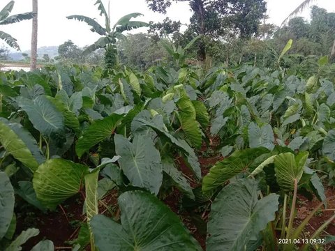 Ilustrasi talas (sumber: freepik)