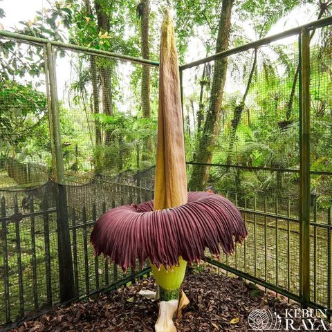 Bunga bangkai akan mekar di Botanical Gardens Sydney, Australia, untuk pertama kalinya dalam 15 tahun. (Dok. Botanic Gardens)