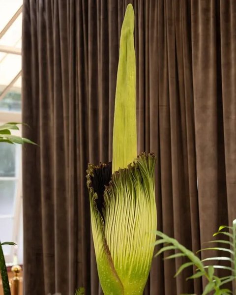 Warga Australia Rela Antre Demi Cium Aroma Bunga Bangkai yang Langka (Foto: Instagram @botanicsydney)