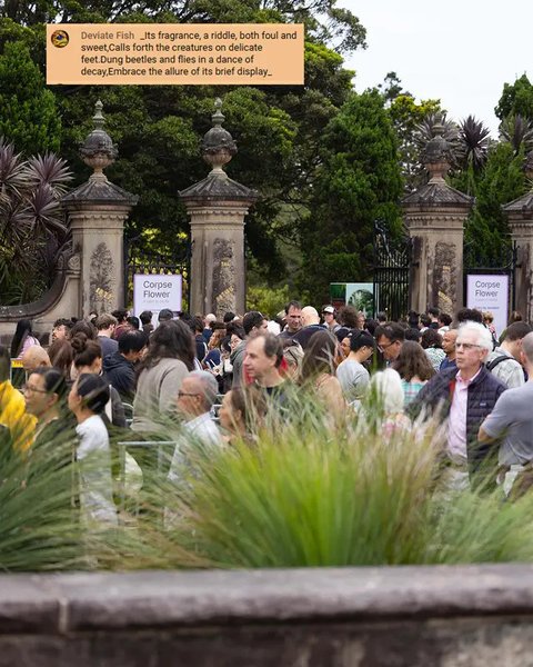 Warga Australia Rela Antre Demi Cium Aroma Bunga Bangkai yang Langka (Foto: Instagram @botanicsydney)
