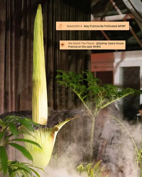 Warga Australia Rela Antre Demi Cium Aroma Bunga Bangkai yang Langka (Foto: Instagram @botanicsydney)